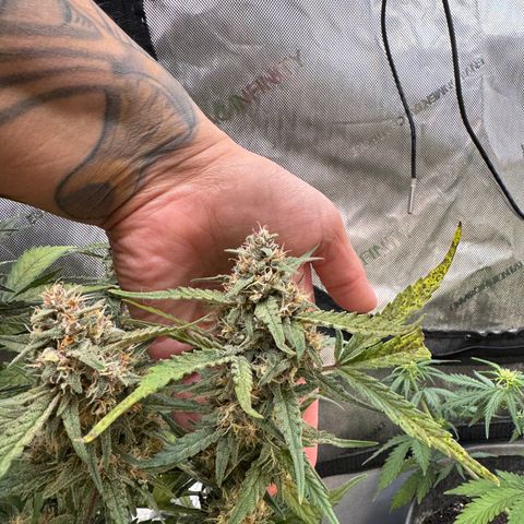 1st gorilla cookies (1 plant) growlog timeline photo