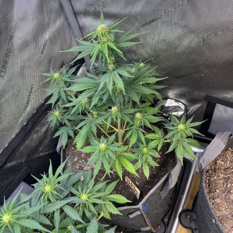Blueberry Auto growlog timeline photo