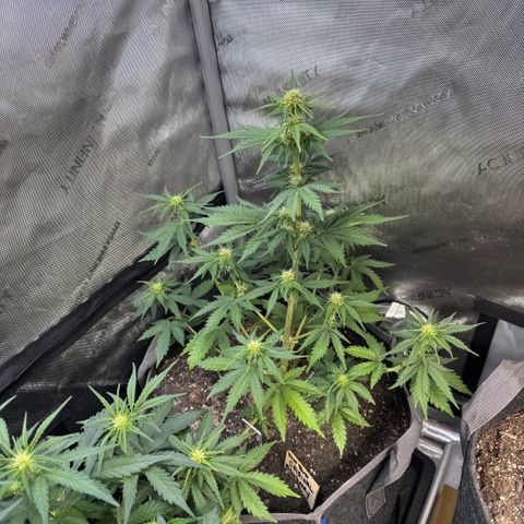 Blueberry Auto growlog timeline photo