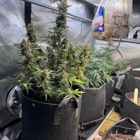 1st gorilla cookies (1 plant) growlog timeline photo