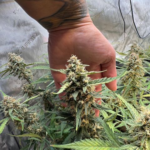 1st gorilla cookies (1 plant) growlog timeline photo