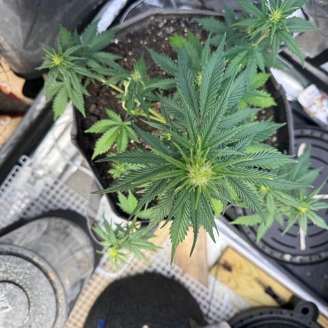 Blueberry Auto growlog timeline photo