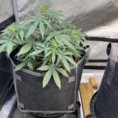 Northern lights  growlog timeline photo