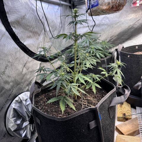 Blueberry Auto growlog timeline photo