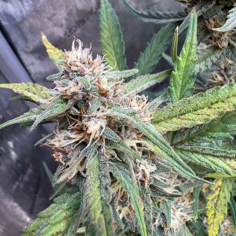 1st gorilla cookies (1 plant) growlog timeline photo