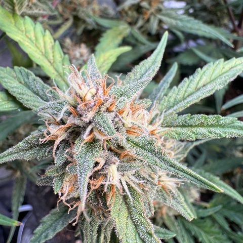1st gorilla cookies (1 plant) growlog timeline photo