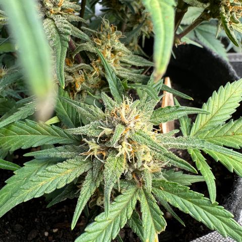 1st gorilla cookies (1 plant) growlog timeline photo