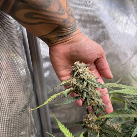 1st gorilla cookies (1 plant) growlog timeline photo