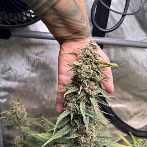1st gorilla cookies (1 plant) growlog timeline photo