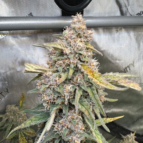 Gorilla Punch Auto growlog timeline photo
