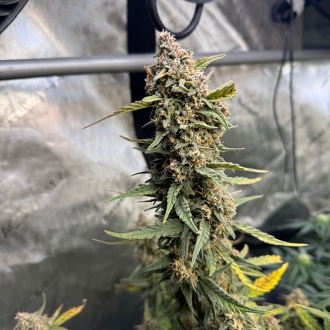 Gorilla Punch Auto growlog timeline photo
