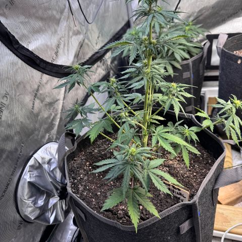 Blueberry Auto growlog timeline photo