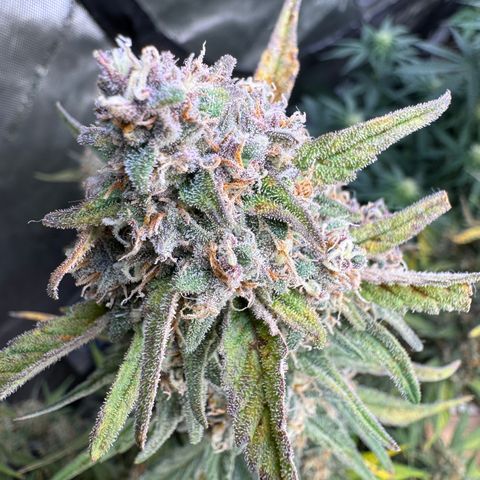 Gorilla Punch Auto growlog timeline photo