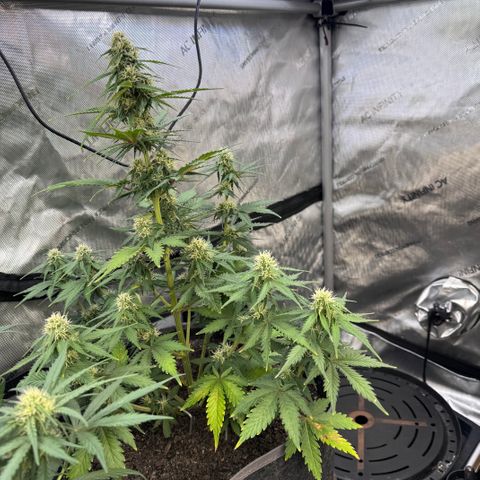 Blueberry Auto growlog timeline photo