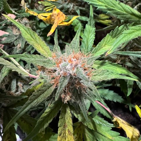 Gorilla Punch Auto growlog timeline photo