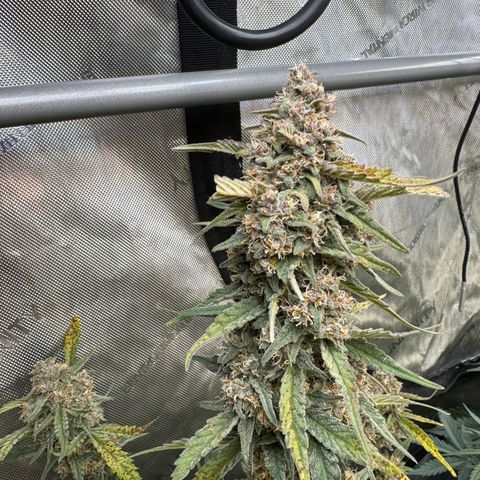Gorilla Punch Auto growlog timeline photo