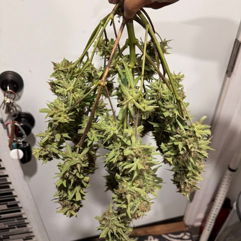 1st gorilla cookies (1 plant) growlog timeline photo