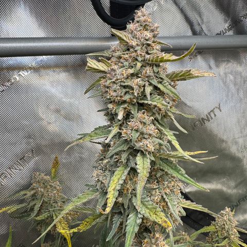Gorilla Punch Auto growlog timeline photo
