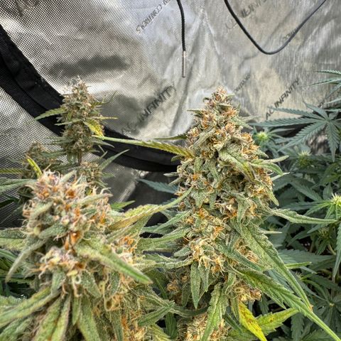 Gorilla Punch Auto growlog timeline photo