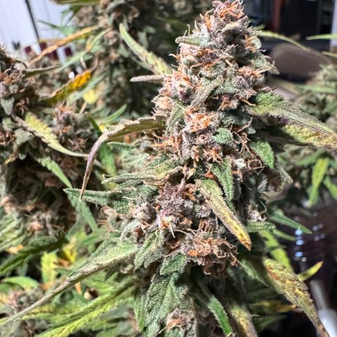 1st gorilla cookies (1 plant) growlog timeline photo
