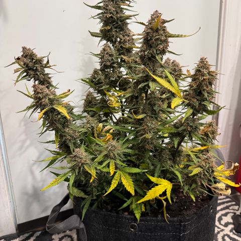 1st gorilla cookies (1 plant) growlog timeline photo