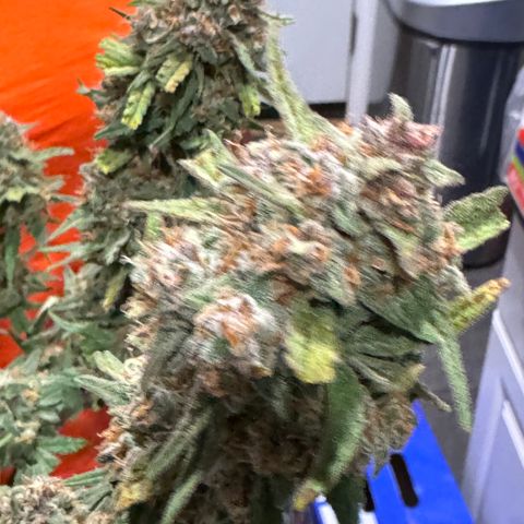 Gorilla Punch Auto growlog timeline photo