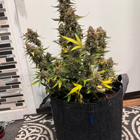 1st gorilla cookies (1 plant) growlog timeline photo