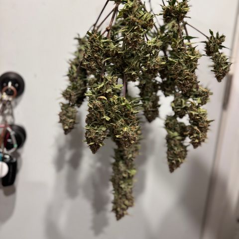 1st gorilla cookies (1 plant) growlog timeline photo