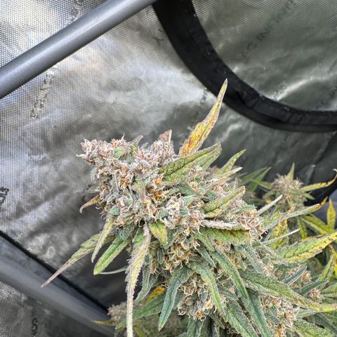 Gorilla Punch Auto growlog timeline photo