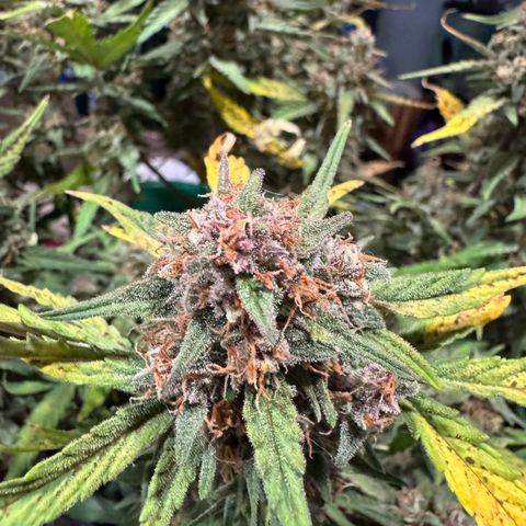 Gorilla Punch Auto growlog timeline photo