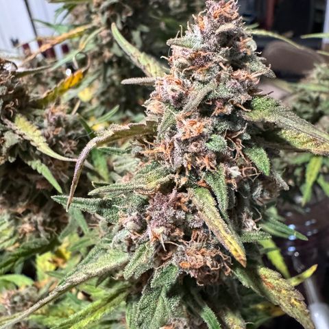 1st gorilla cookies (1 plant) growlog timeline photo