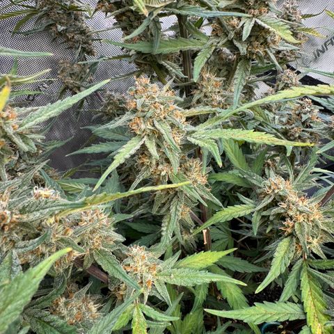 Gorilla Punch Auto growlog timeline photo