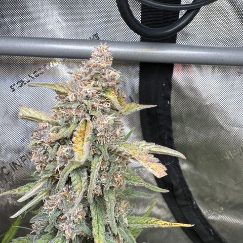 Gorilla Punch Auto growlog timeline photo