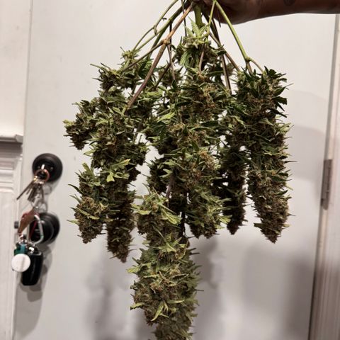 Gorilla Punch Auto growlog timeline photo