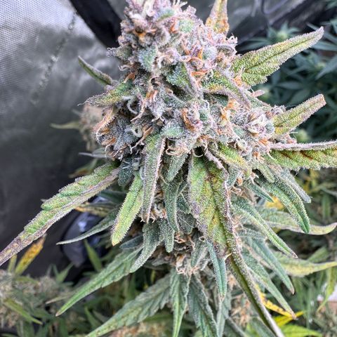 Gorilla Punch Auto growlog timeline photo