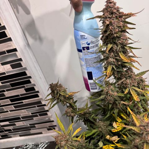 1st gorilla cookies (1 plant) growlog timeline photo