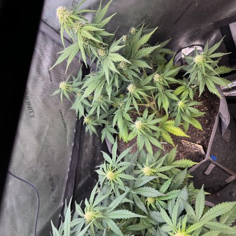 Gorilla Punch Auto growlog timeline photo