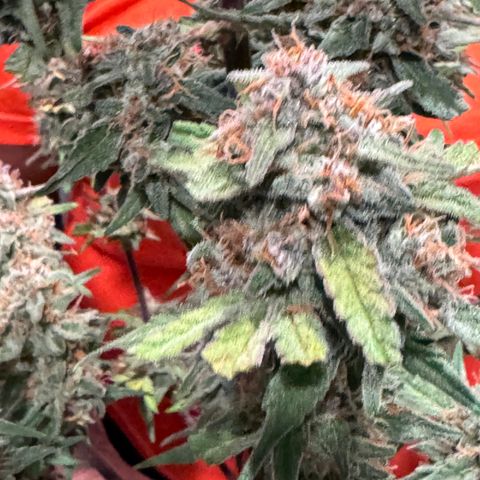 Gorilla Punch Auto growlog timeline photo