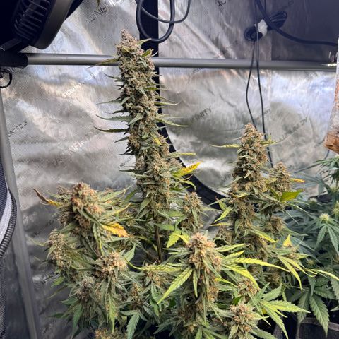 Gorilla Punch Auto growlog timeline photo