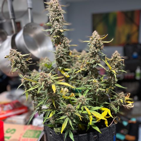 Gorilla Punch Auto growlog timeline photo