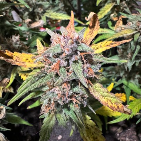 1st gorilla cookies (1 plant) growlog timeline photo