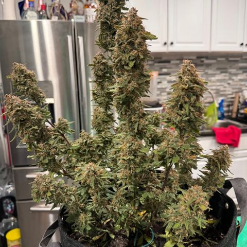 1st gorilla cookies (1 plant) growlog timeline photo