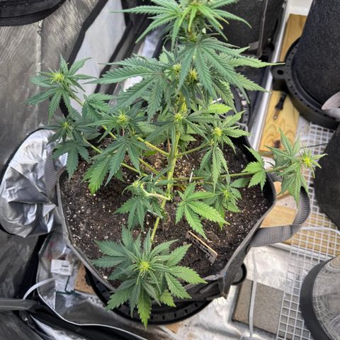 Blueberry Auto growlog timeline photo