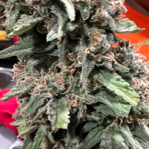 Gorilla Punch Auto growlog timeline photo