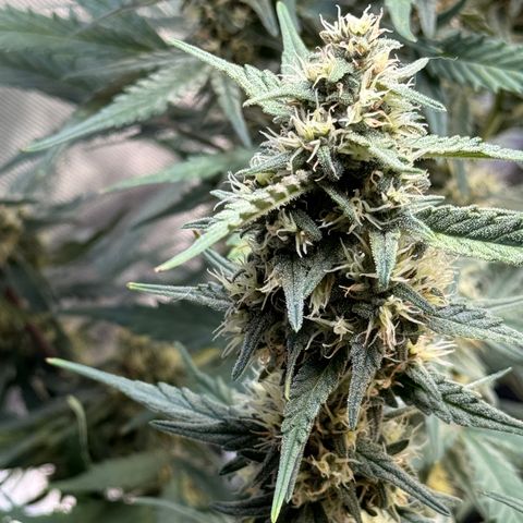 1st gorilla cookies (1 plant) growlog timeline photo