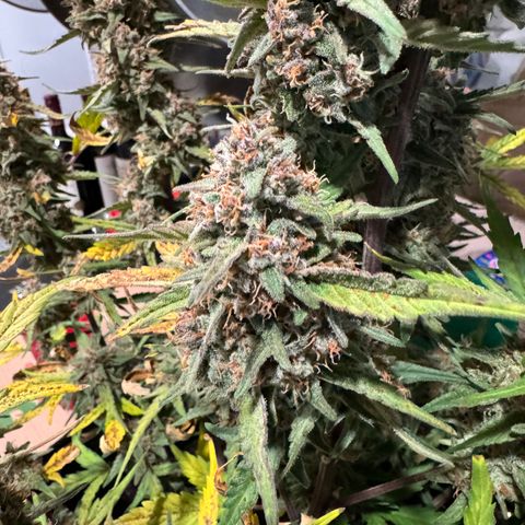 1st gorilla cookies (1 plant) growlog timeline photo