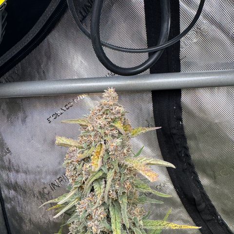 Gorilla Punch Auto growlog timeline photo