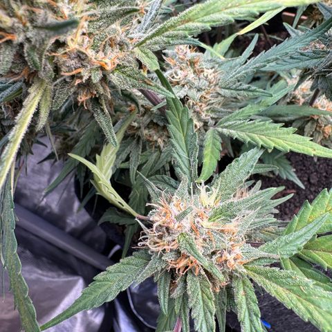Gorilla Punch Auto growlog timeline photo