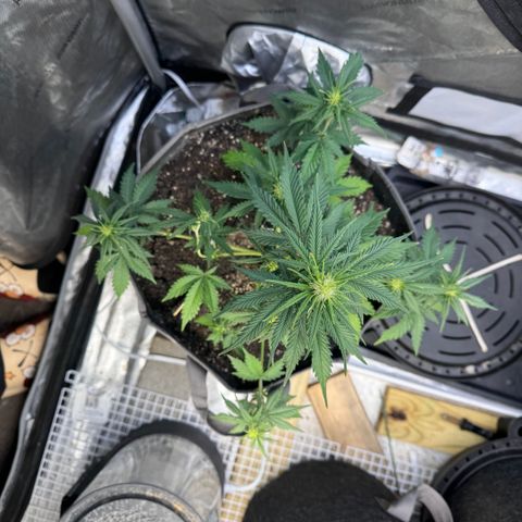 Blueberry Auto growlog timeline photo