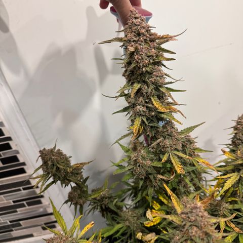 1st gorilla cookies (1 plant) growlog timeline photo